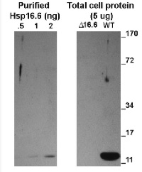 HSP16,6 | Class I heat shock protein 16,6 (cytosolic) in the group Antibodies Plant/Algal  / Environmental Stress / Heat shock at Agrisera AB (Antibodies for research) (AS08 286)